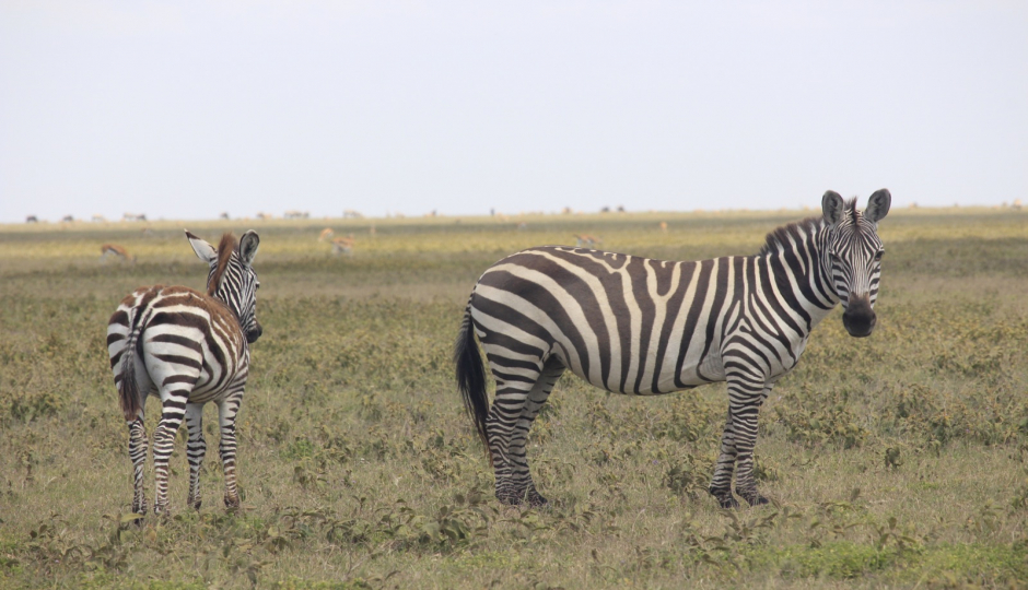 Actual image number 12 for slideshow images, displaying 32 tanzania safari images