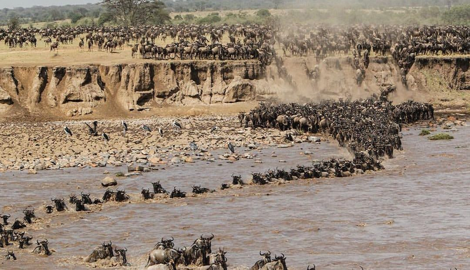 Actual image number 11 for slideshow images, displaying 31 tanzania safari images