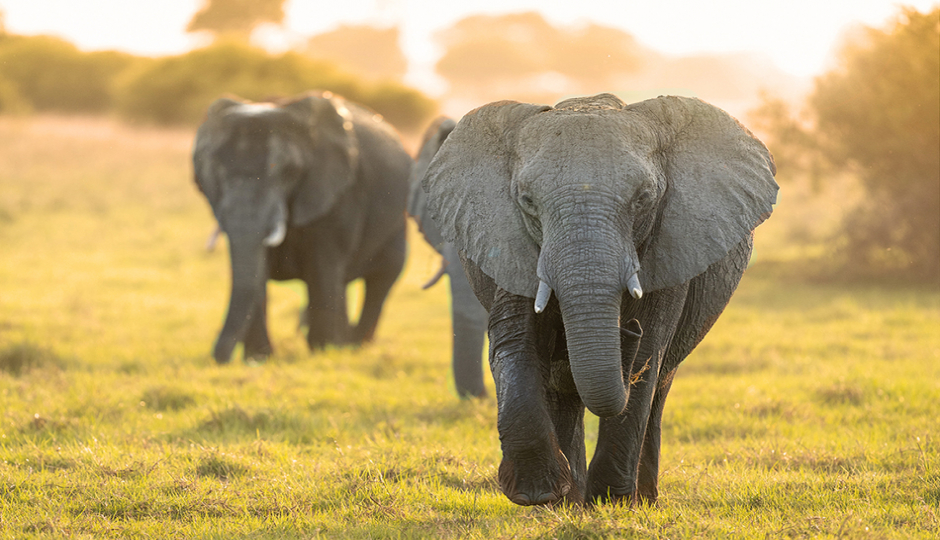 Actual image number 16 for slideshow images, displaying 36 tanzania safari images
