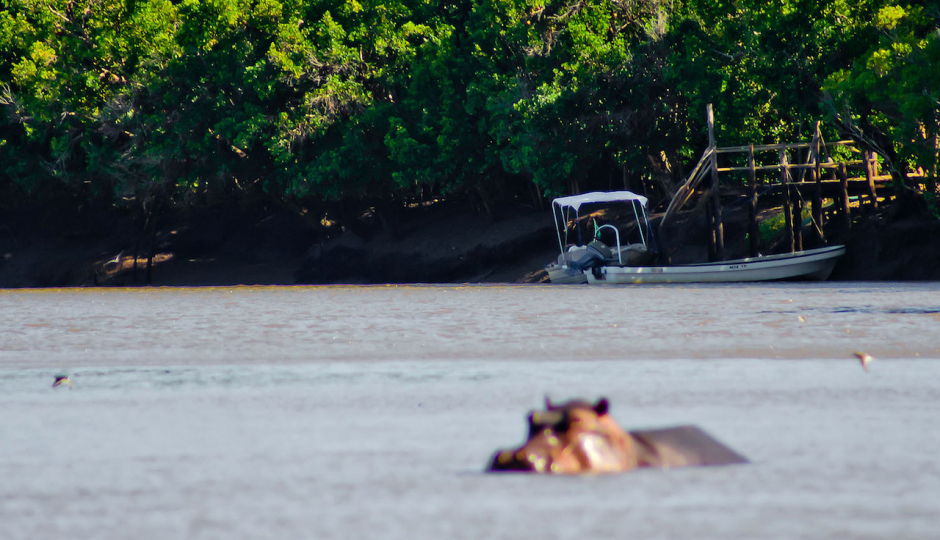 Random image number 1 showcasing tanzania safari image gallery placeholder
