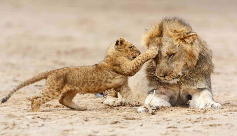 Random image number 2 showcasing tanzania safari image gallery placeholder