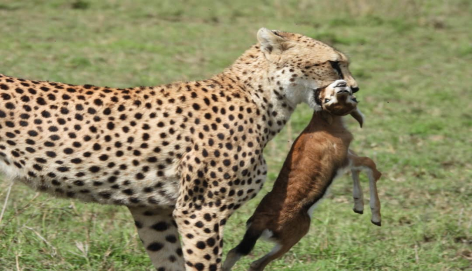 Random image number 3 showcasing tanzania safari image gallery placeholder