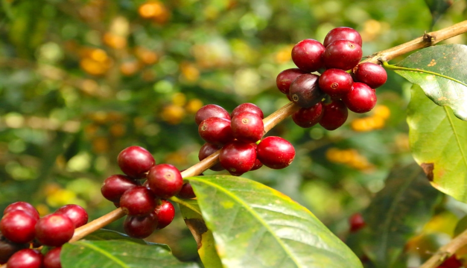 Actual image number 16 for slideshow images, displaying 36 tanzania safari images