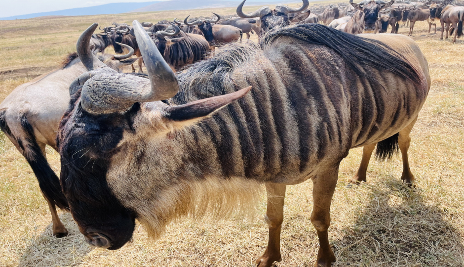 Image Post for What is the Best Experience Not to Miss in a Tanzania Safari?