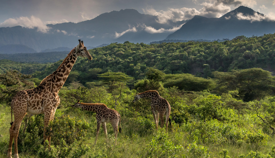 Walking Tour in Arusha National Park Day Trip