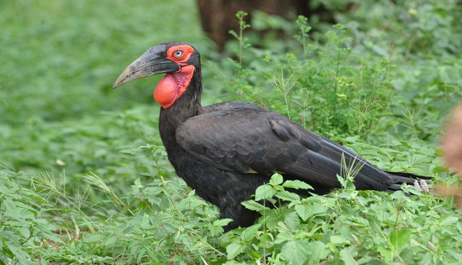Actual image number 9 for slideshow images, displaying 29 tanzania safari images