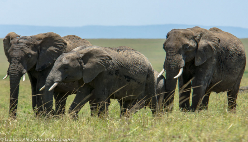Random image number 3 showcasing tanzania safari image gallery placeholder