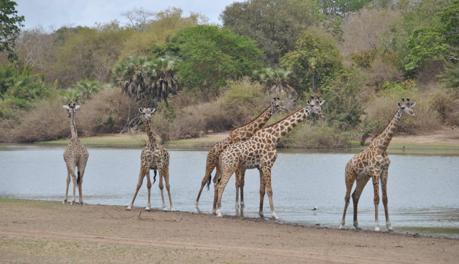 Random image number 2 showcasing tanzania safari image gallery placeholder