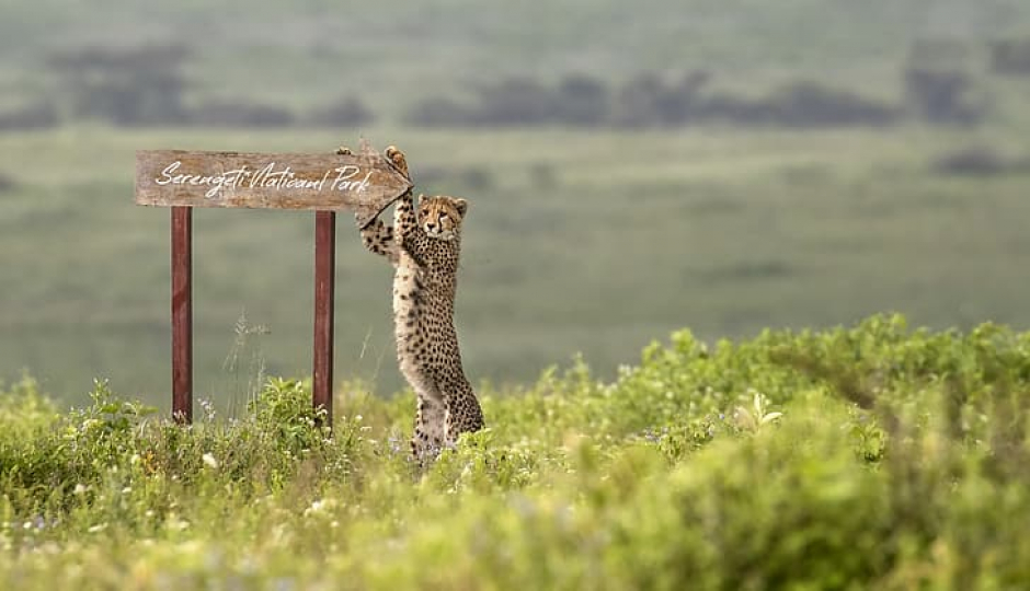 Actual image number 18 for slideshow images, displaying 38 tanzania safari images