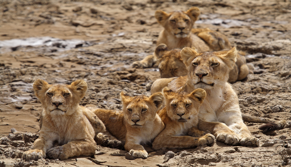 Actual image number 12 for slideshow images, displaying 32 tanzania safari images
