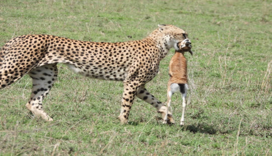 Actual image number 14 for slideshow images, displaying 34 tanzania safari images