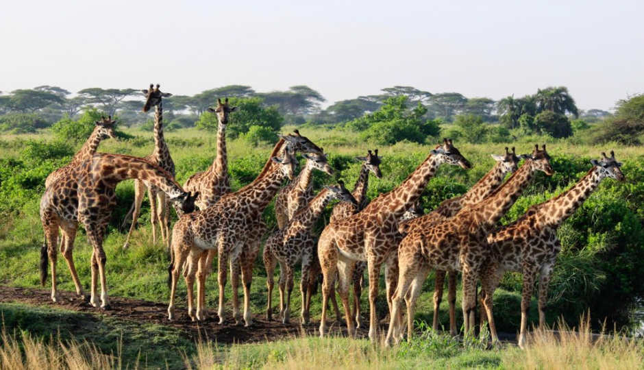 Actual image number 6 for slideshow images, displaying 26 tanzania safari images