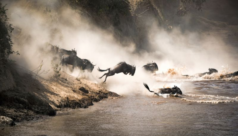Random image number 5 showcasing tanzania safari image gallery placeholder