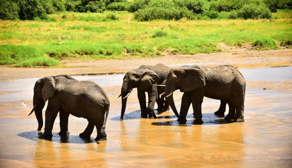 Actual image number 14 for slideshow images, displaying 34 tanzania safari images