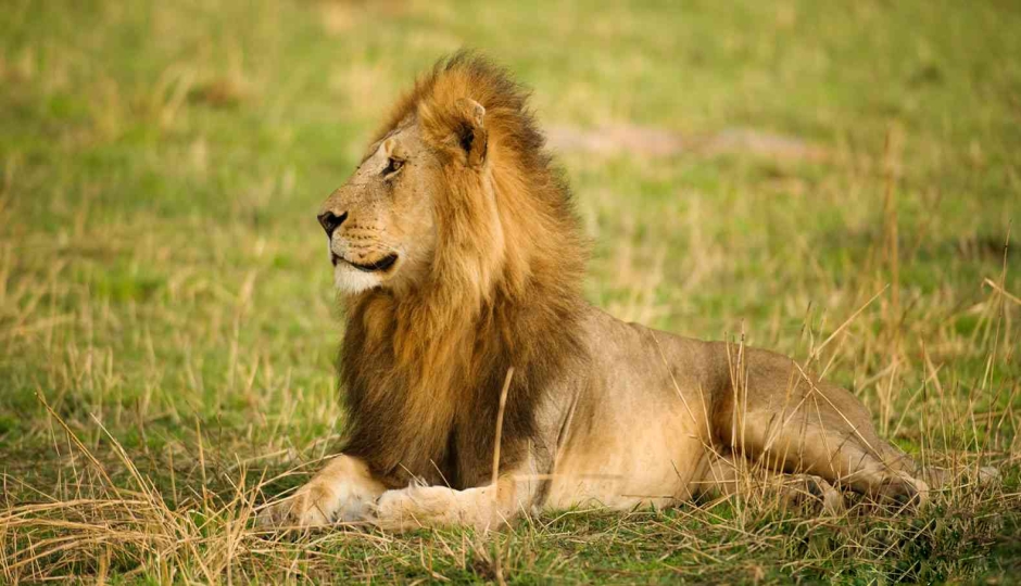 Actual image number 1 for slideshow images, displaying 21 tanzania safari images