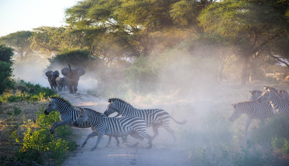 Actual image number 6 for slideshow images, displaying 26 tanzania safari images