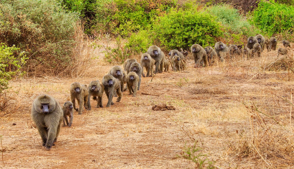 Actual image number 1 for slideshow images, displaying 21 tanzania safari images