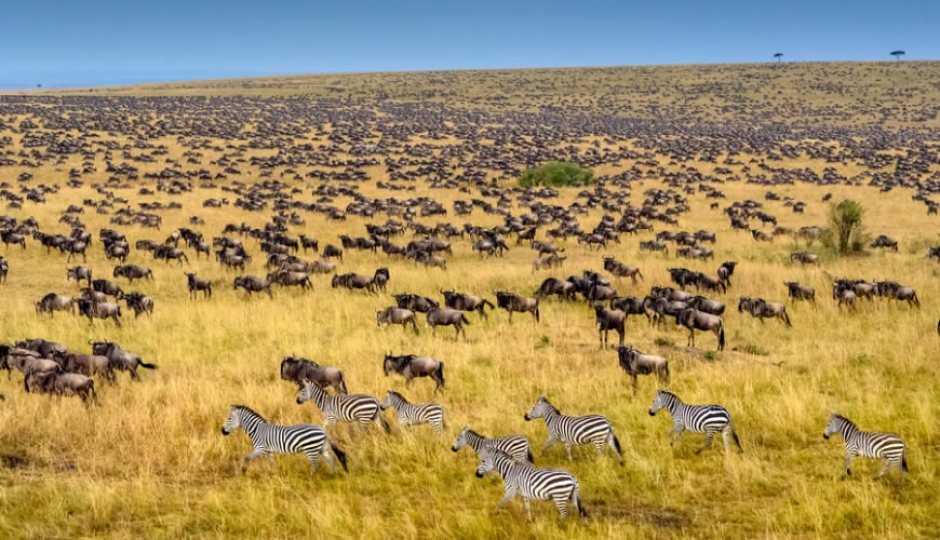 Actual image number 1 for slideshow images, displaying 21 tanzania safari images