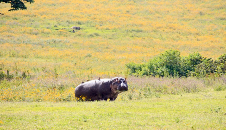 Actual image number 18 for slideshow images, displaying 38 tanzania safari images