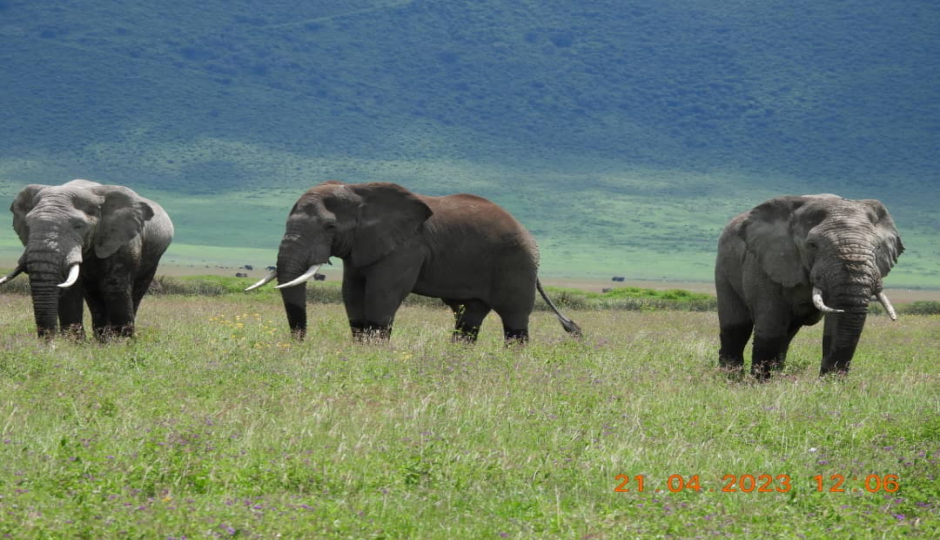 Actual image number 12 for slideshow images, displaying 32 tanzania safari images