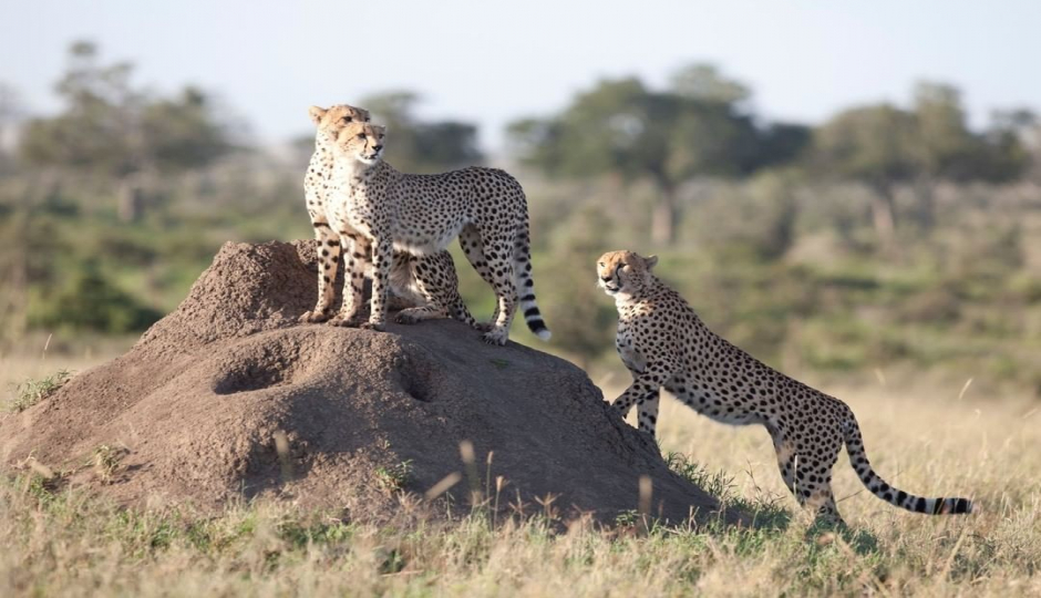Actual image number 17 for slideshow images, displaying 37 tanzania safari images