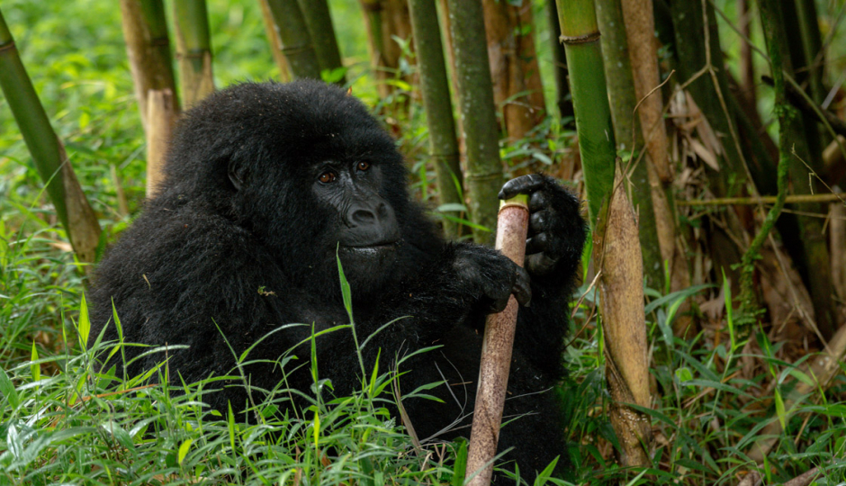 Random image number 6 showcasing tanzania safari image gallery placeholder