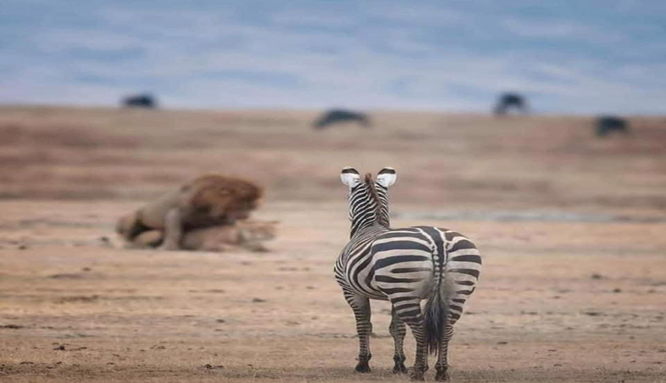 Actual image number 20 for slideshow images, displaying 40 tanzania safari images