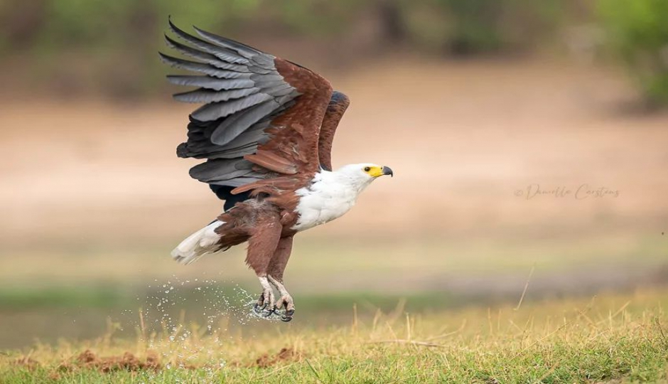 Actual image number 7 for slideshow images, displaying 27 tanzania safari images