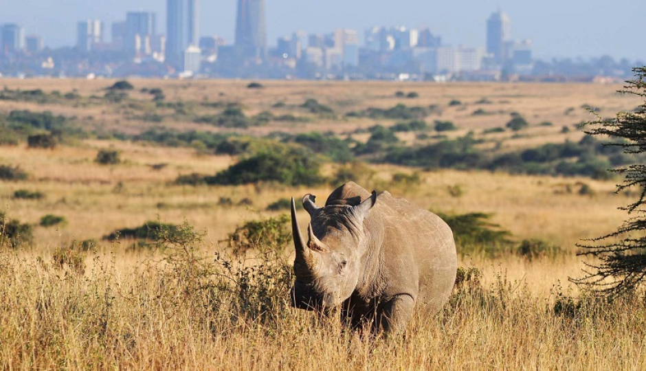Actual image number 12 for slideshow images, displaying 32 tanzania safari images