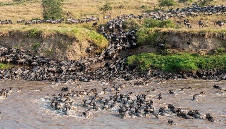 Thumb Nail Image: 2 Where to See the Great Migration in September: A Complete Guide to Northern Serengeti