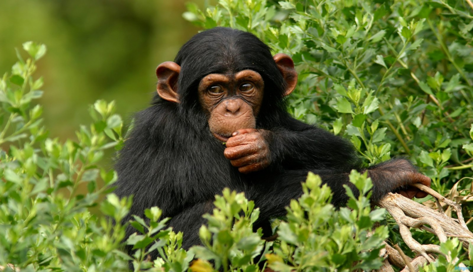 Actual image number 9 for slideshow images, displaying 29 tanzania safari images