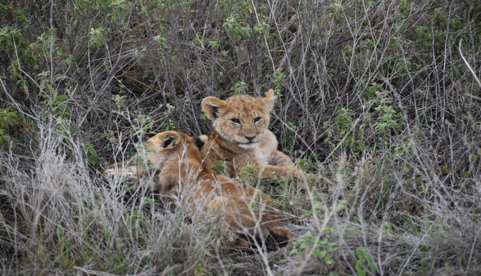 Actual image number 12 for slideshow images, displaying 32 tanzania safari images