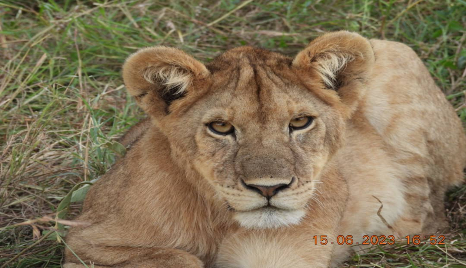 Actual image number 20 for slideshow images, displaying 40 tanzania safari images