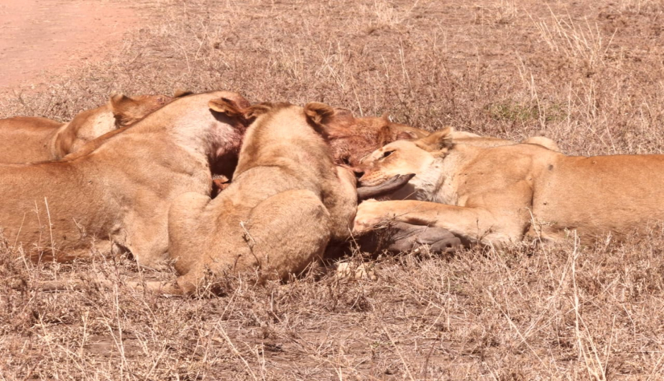 Random image number 5 showcasing tanzania safari image gallery placeholder