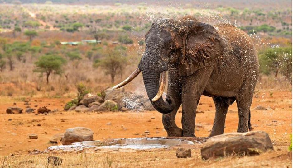 Actual image number 5 for slideshow images, displaying 25 tanzania safari images