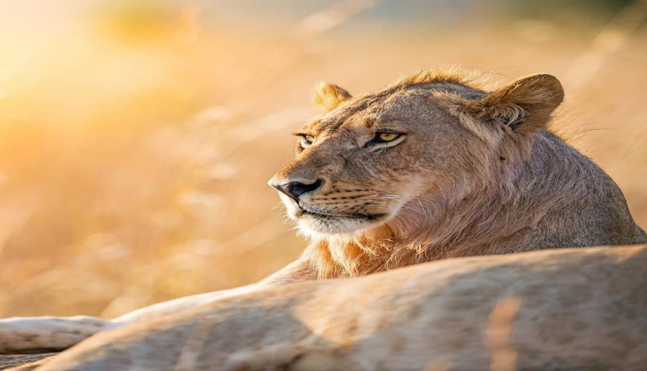 Actual image number 18 for slideshow images, displaying 38 tanzania safari images