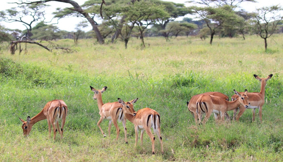 Actual image number 15 for slideshow images, displaying 35 tanzania safari images