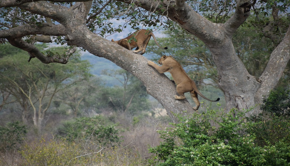 Actual image number 18 for slideshow images, displaying 38 tanzania safari images