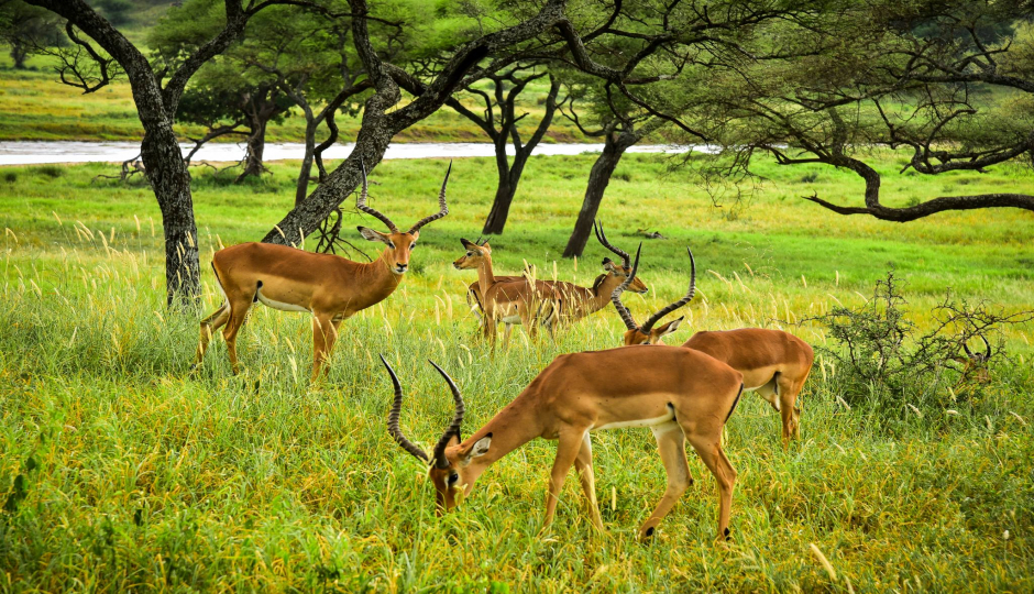 Actual image number 17 for slideshow images, displaying 37 tanzania safari images