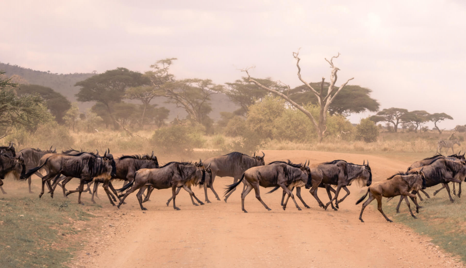 Thumb Nail Image: 2 Serengeti Travel: How to Plan an Affordable Tanzania Safari in Northern Tanzania