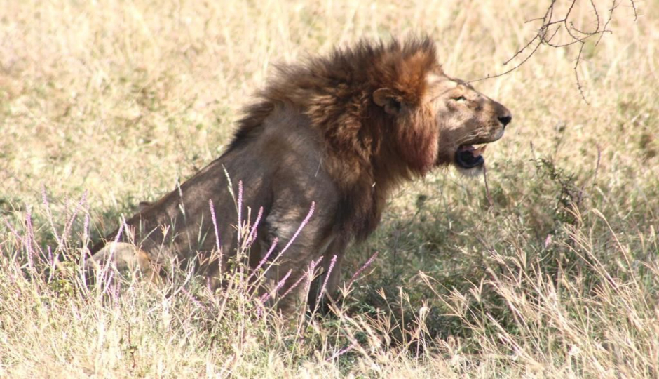 Actual image number 14 for slideshow images, displaying 34 tanzania safari images