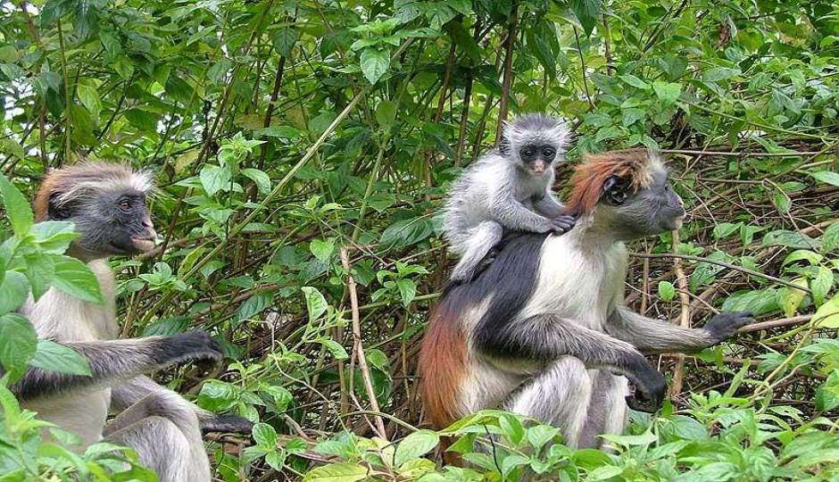 Actual image number 10 for slideshow images, displaying 30 tanzania safari images