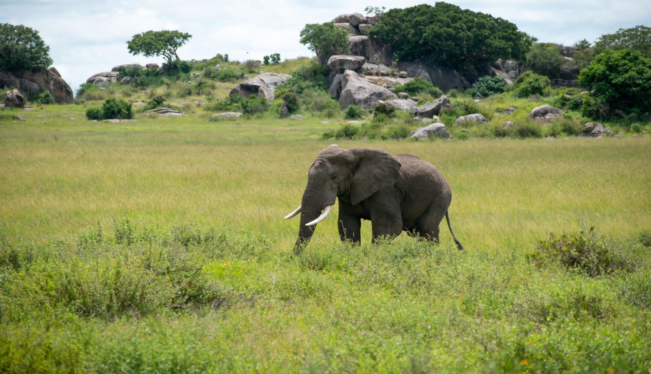 Actual image number 13 for slideshow images, displaying 33 tanzania safari images
