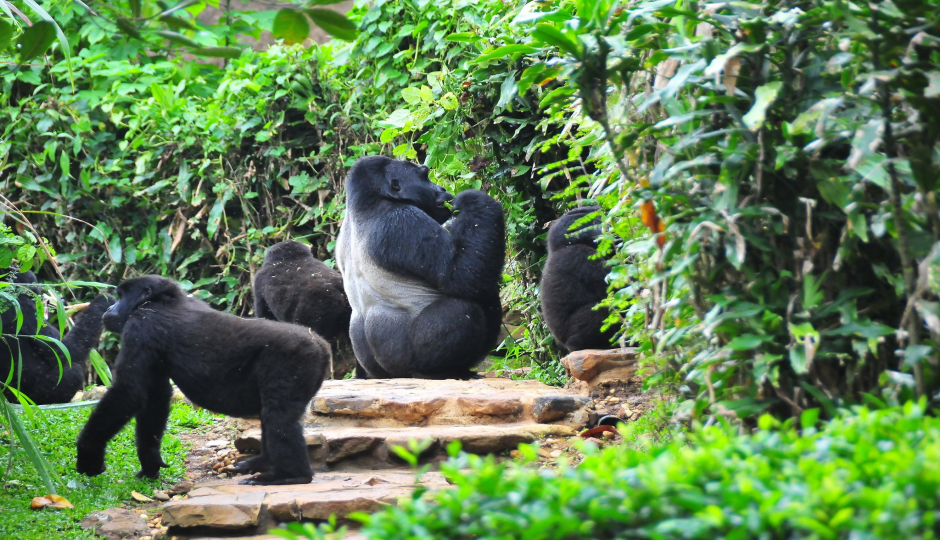 Random image number 1 showcasing tanzania safari image gallery placeholder