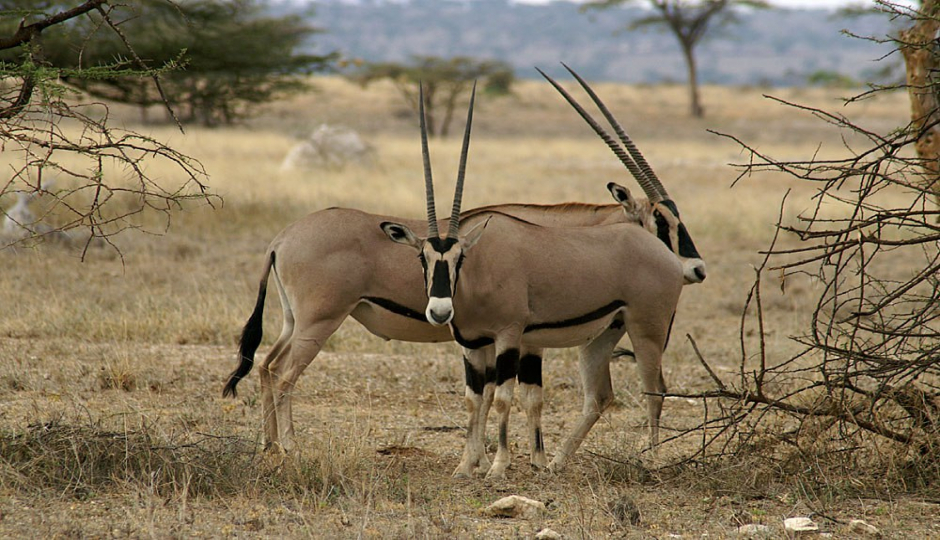 Actual image number 17 for slideshow images, displaying 37 tanzania safari images