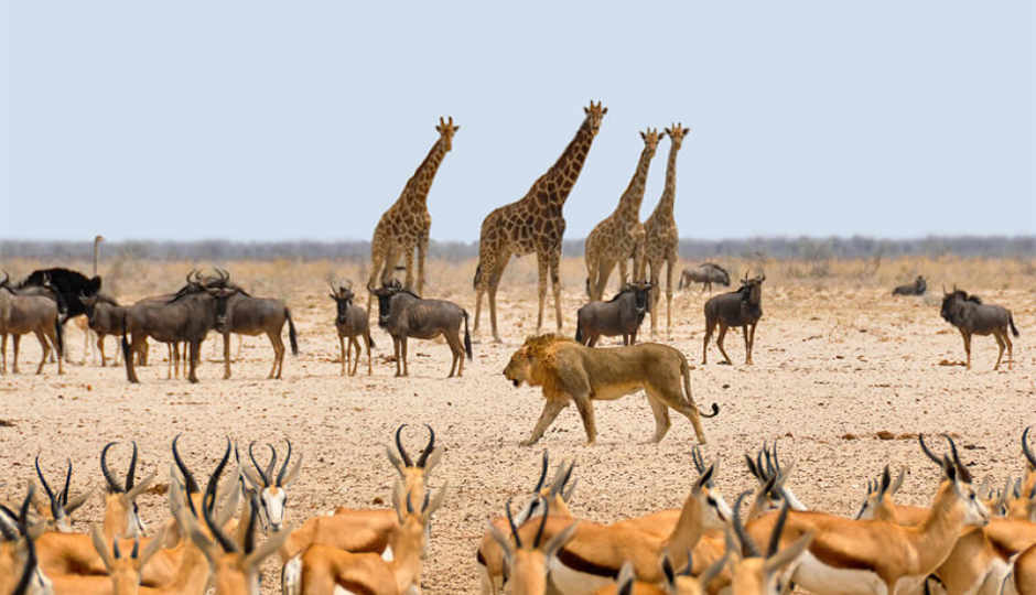 Random image number 2 showcasing tanzania safari image gallery placeholder