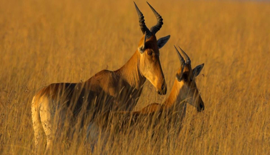 Image for Mkomazi National Park