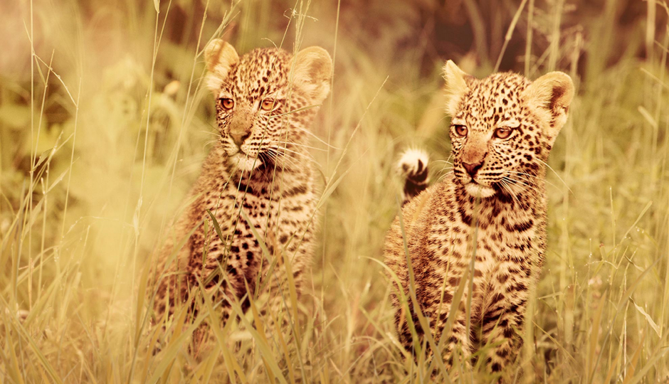 Actual image number 3 for slideshow images, displaying 23 tanzania safari images