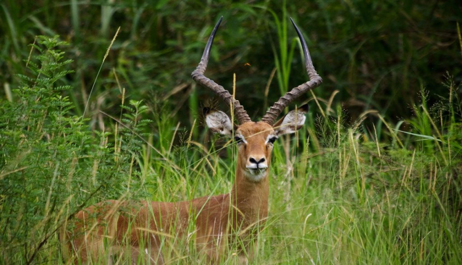 Actual image number 15 for slideshow images, displaying 35 tanzania safari images