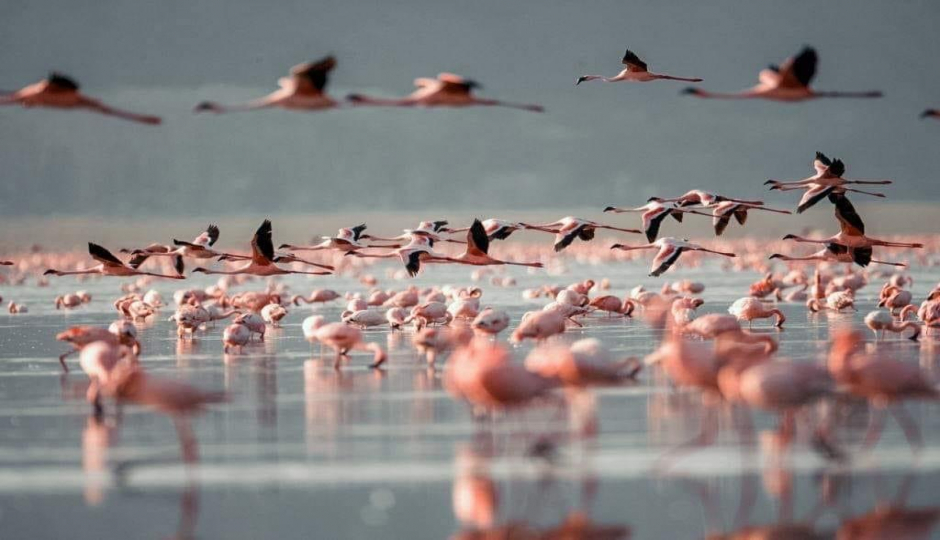 Actual image number 11 for slideshow images, displaying 31 tanzania safari images